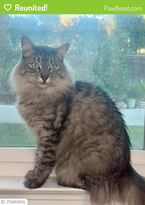 Reunited Male Cat last seen Vicinity of Land Park Drive neighborhood and Marty area, near Tower Café, Sacramento, CA 95818