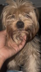 Reunited Male Dog last seen Hulen and Granbury, Fort Worth, TX 76133