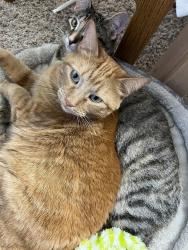 Reunited Female Cat last seen 4th Ave and Dakota St., Shakopee, MN 55379