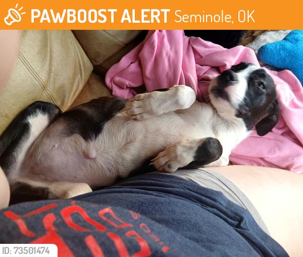 Found/Stray Female Dog last seen Seminole town, Seminole, OK 74868