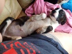 Found/Stray Female Dog last seen Seminole town, Seminole, OK 74868
