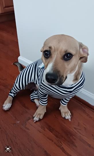 Shelter Stray Female Dog last seen CHARLOTTE, 8315 Byrum Dr, Charlotte, NC 28217, USA