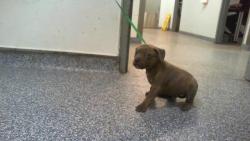 Shelter Stray Male Dog last seen CHARLOTTE, 8315 Byrum Dr, Charlotte, NC 28217, USA