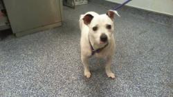Shelter Stray Male Dog last seen CHARLOTTE, 8315 Byrum Dr, Charlotte, NC 28217, USA