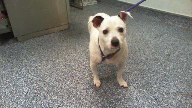 Shelter Stray Male Dog last seen CHARLOTTE, 8315 Byrum Dr, Charlotte, NC 28217, USA