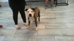 Shelter Stray Male Dog last seen CHARLOTTE, 8315 Byrum Dr, Charlotte, NC 28217, USA