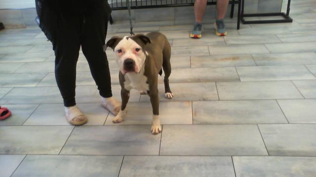 Shelter Stray Male Dog last seen CHARLOTTE, 8315 Byrum Dr, Charlotte, NC 28217, USA