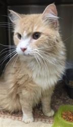 Shelter Stray Male Cat last seen LONGWOOD I4 EXIT, LONGWOOD FL, 232 Eslinger Way, Sanford, FL 32773, USA