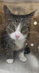 Shelter Stray Unknown Cat last seen Near BLOCK S ORLEANS WAY, APOPKA FL 32703, 232 Eslinger Way, Sanford, FL 32773, USA