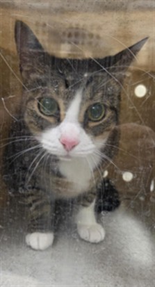 Shelter Stray Unknown Cat last seen Near BLOCK S ORLEANS WAY, APOPKA FL 32703, 232 Eslinger Way, Sanford, FL 32773, USA