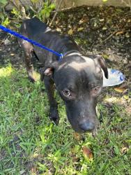 Shelter Stray Male Dog last seen Near BLOCK SW 123RD AVE, 3599 NW 79th Ave, Doral, FL 33122, USA