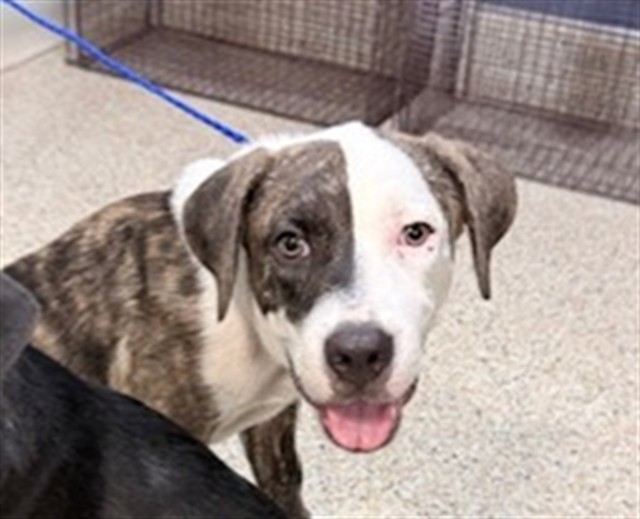 Shelter Stray Male Dog last seen INDIAN HAMMOCKS PARK, 3599 NW 79th Ave, Doral, FL 33122, USA