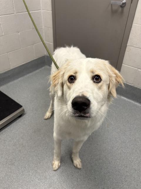 Shelter Stray Male Dog last seen Near, 5001 E Raymond St, Indianapolis, IN 46203, USA