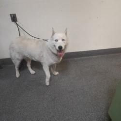 Shelter Stray Female Dog last seen , 3201 Lacy St, Los Angeles, CA 90031, USA