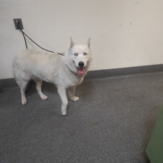 Shelter Stray Female Dog last seen , 3201 Lacy St, Los Angeles, CA 90031, USA
