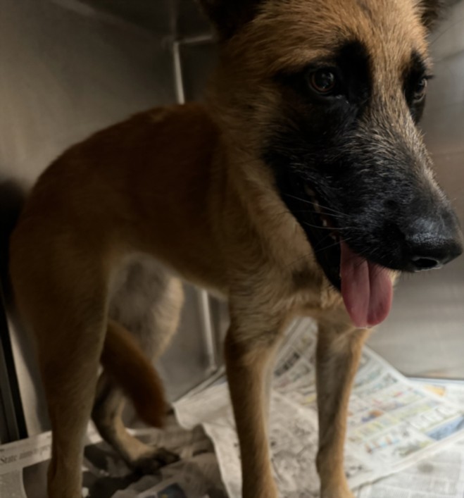 Shelter Stray Female Dog last seen , 3201 Lacy St, Los Angeles, CA 90031, USA