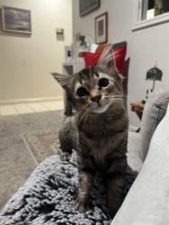 Shelter Stray Female Cat last seen Near BLOCK W HARDROCK DR, TAYLORSVILLE UT 84129, 4522 W 3500 S, West Valley City, UT 84120, USA