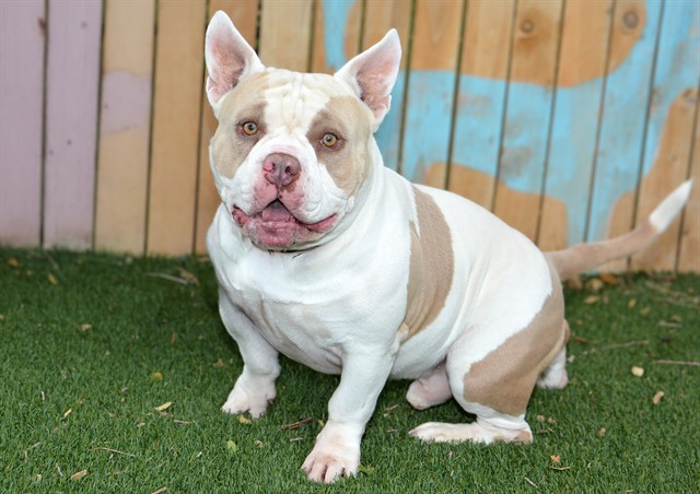Shelter Stray Male Dog last seen Near BLOCK S YORKSHIRE RD, 4522 W 3500 S, West Valley City, UT 84120, USA