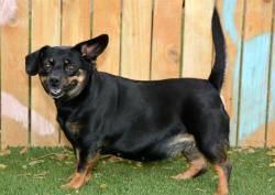Shelter Stray Female Dog last seen Near BLOCK W PARKWAY BLVD, WEST VALLEY CITY UT 84128, 4522 W 3500 S, West Valley City, UT 84120, USA