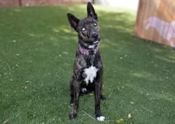 Shelter Stray Male Dog last seen Near BLOCK S REDWOOD RD, TAYLORSVILLE UT 84123, 4522 W 3500 S, West Valley City, UT 84120, USA