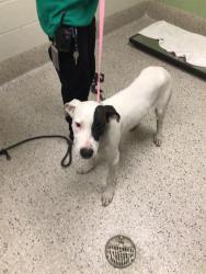 Shelter Stray Male Dog last seen Near BLOCK E 66TH AVE, 12155 Park Blvd, Brighton, CO 80601, USA