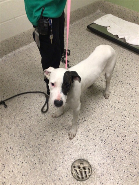 Shelter Stray Male Dog last seen Near BLOCK E 66TH AVE, 12155 Park Blvd, Brighton, CO 80601, USA