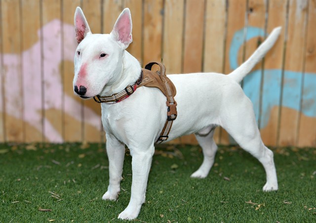 Shelter Stray Male Dog last seen Near BLOCK S EL CAMINO ST, TAYLORSVILLE UT 84129, 4522 W 3500 S, West Valley City, UT 84120, USA