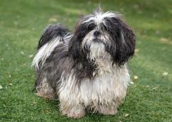 Shelter Stray Male Dog last seen Near BLOCK S 4800 W, WEST VALLEY CITY UT 84120, 4522 W 3500 S, West Valley City, UT 84120, USA
