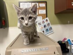 Shelter Stray Female Cat last seen MLK BLVD, 1601 Eubanks Rd, Chapel Hill, NC 27516, USA