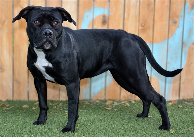 Shelter Stray Female Dog last seen Near BLOCK S WENDY, 4522 W 3500 S, West Valley City, UT 84120, USA