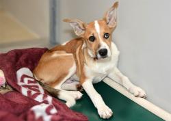 Shelter Stray Male Dog last seen Near BLOCK REDWOOD RD, 4522 W 3500 S, West Valley City, UT 84120, USA