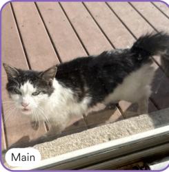 Found/Stray Unknown Cat last seen first ave and erie st, Maywood, IL 60153