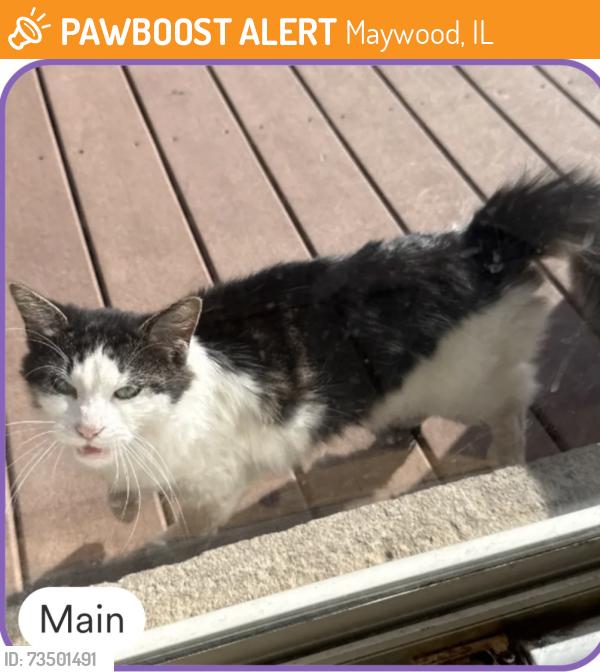 Found/Stray Unknown Cat last seen first ave and erie st, Maywood, IL 60153