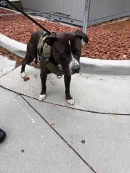 Shelter Stray Male Dog last seen Near BLOCK S 3200 W, WEST VALLEY CITY UT 84119, 4522 W 3500 S, West Valley City, UT 84120, USA
