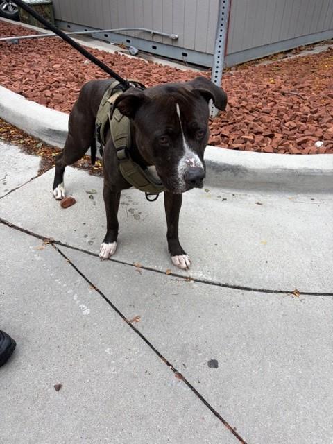 Shelter Stray Male Dog last seen Near BLOCK S 3200 W, WEST VALLEY CITY UT 84119, 4522 W 3500 S, West Valley City, UT 84120, USA