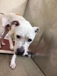 Shelter Stray Male Dog last seen Near BLOCK S 3200 W, WEST VALLEY CITY UT 84119, 4522 W 3500 S, West Valley City, UT 84120, USA