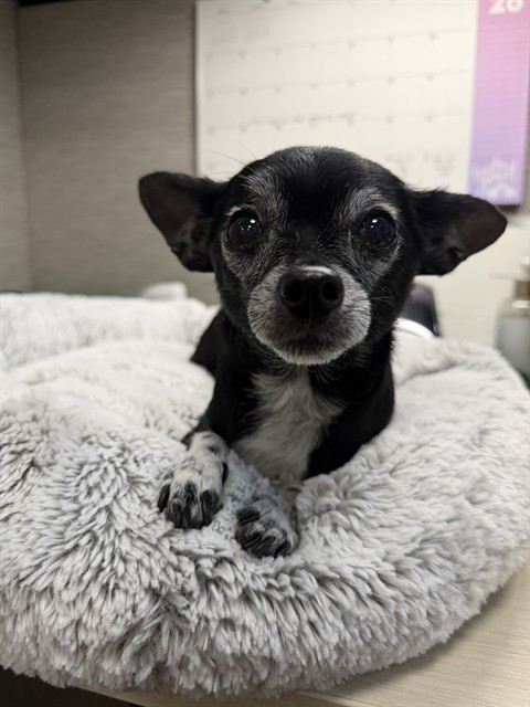 Shelter Stray Female Dog last seen LAGUNA BLVD / LAGUNA SPRINGS DR, 9150 Union Park Way, Elk Grove, CA 95624, USA