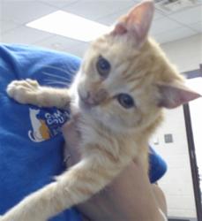 Shelter Stray Female Cat last seen Near MAIN ST, HOPE MILLS NC 28348, 4704 Corporation Dr, Fayetteville, NC 28306, USA