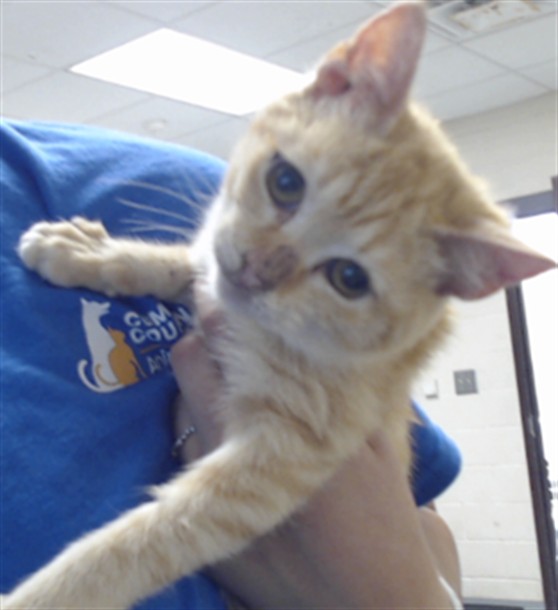 Shelter Stray Female Cat last seen Near MAIN ST, HOPE MILLS NC 28348, 4704 Corporation Dr, Fayetteville, NC 28306, USA