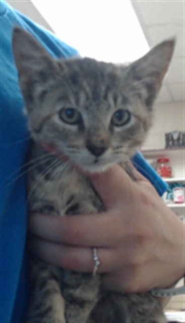 Shelter Stray Female Cat last seen Near MAIN ST, HOPE MILLS NC 28348, 4704 Corporation Dr, Fayetteville, NC 28306, USA