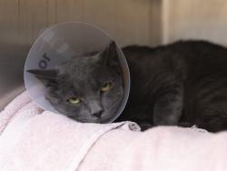 Shelter Stray Male Cat last seen 8TH AVE AND SPUR ST, 5501 E Van Buren St, Phoenix, AZ 85008, USA