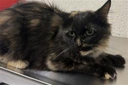 Shelter Stray Female Cat last seen Near BLOCK E BASELINE, 333 Chandler Pl, San Bernardino, CA 92408, USA