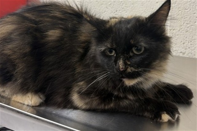Shelter Stray Female Cat last seen Near BLOCK E BASELINE, 333 Chandler Pl, San Bernardino, CA 92408, USA