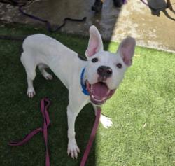 Shelter Stray Male Dog last seen , 1850 W 60th St, Los Angeles, CA 90047, USA