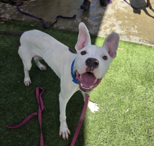 Shelter Stray Male Dog last seen , 1850 W 60th St, Los Angeles, CA 90047, USA
