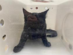 Shelter Stray Unknown Cat last seen Near BLOCK S 109TH ST, 3839 W Burnham St, West Milwaukee, WI 53215, USA
