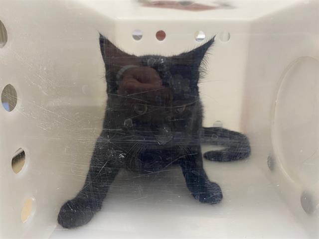 Shelter Stray Unknown Cat last seen Near BLOCK S 109TH ST, 3839 W Burnham St, West Milwaukee, WI 53215, USA