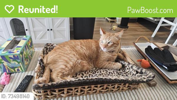 Reunited Male Cat last seen Monamos Terrace apmts, Monroe & Los Alamos, Murrieta, CA 92562