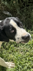 Found/Stray Male Dog last seen N Waverly Road, San Joaquin County, CA 95236
