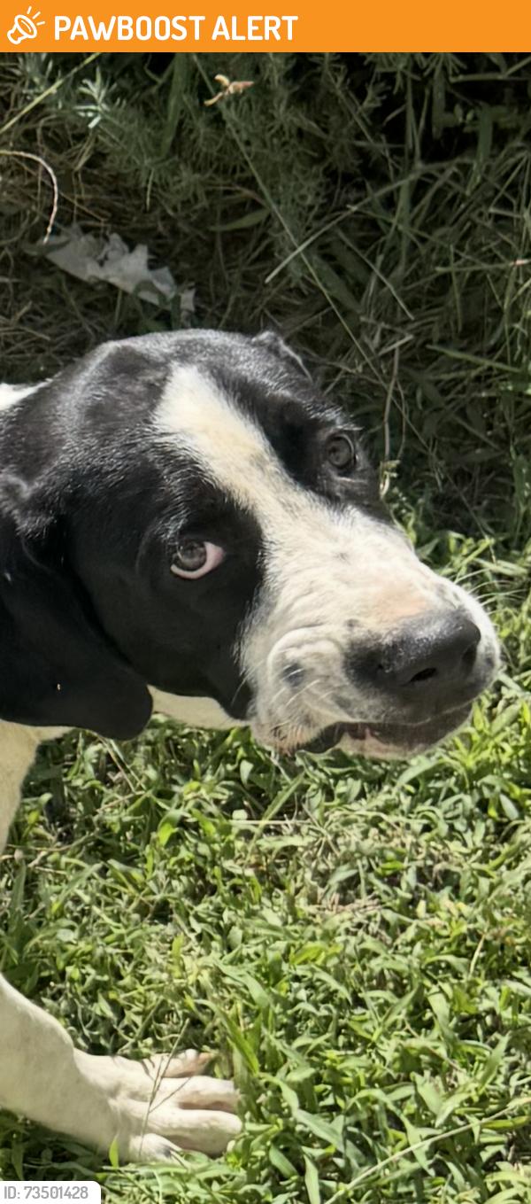Found/Stray Male Dog last seen N Waverly Road, San Joaquin County, CA 95236